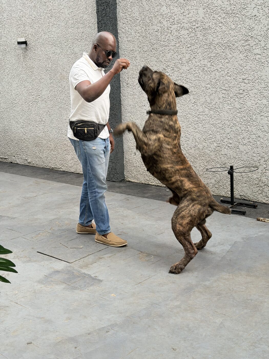 Ajibola training his Boerboel in Lagos, mid-session