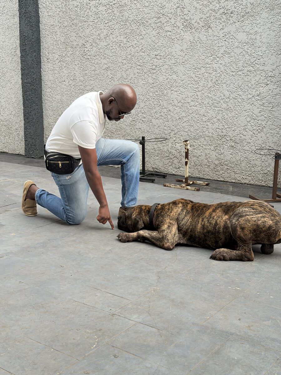 Ajibola kneeling calmly beside his Boerboel during a training session