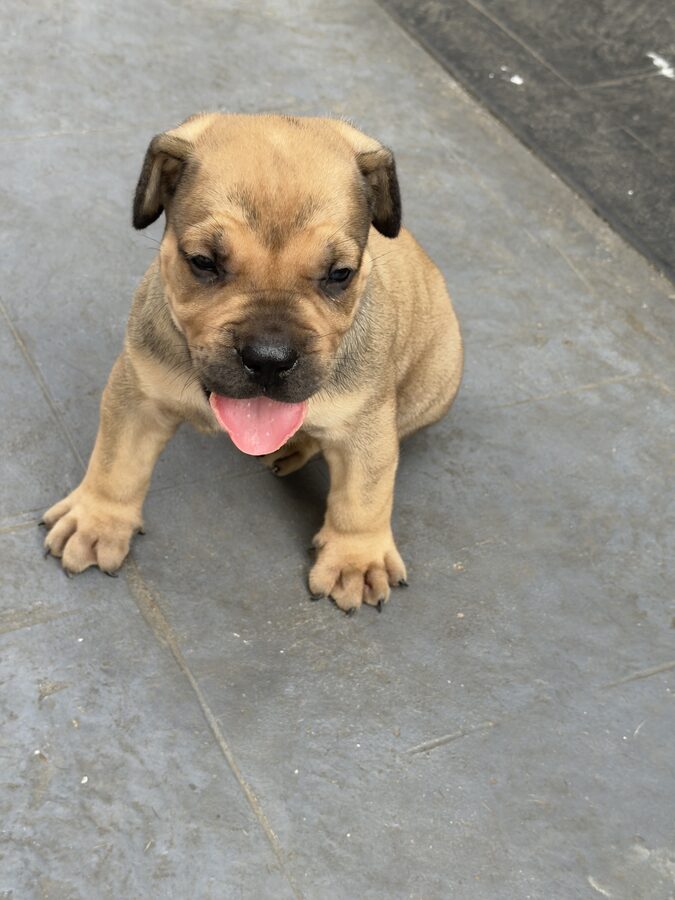 One of Tilda's puppies, 5 weeks old