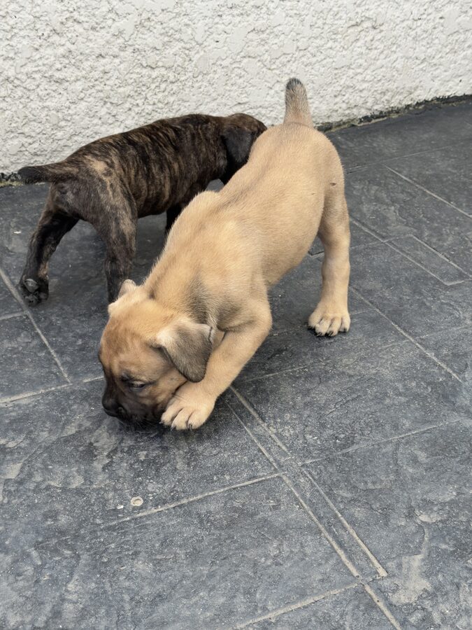 Two of the puppies playing together