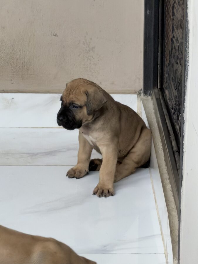 One of the puppies sitting quietly