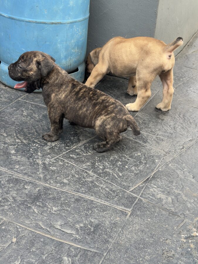 Two puppies exploring the yard together