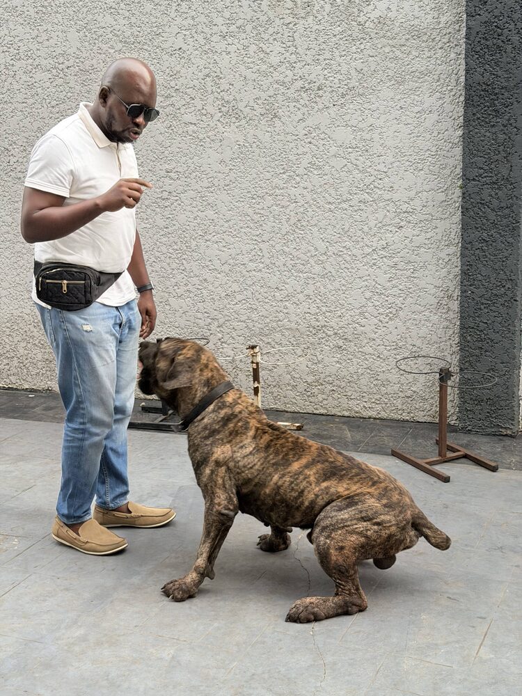 Ajibola holding a sit-stay with his Boerboel